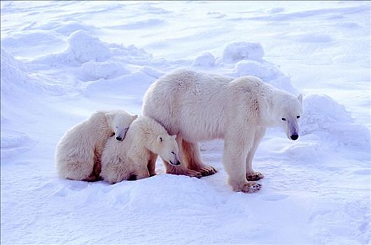 北极熊,幼兽,搂抱,哈得逊湾,曼尼托巴,图像