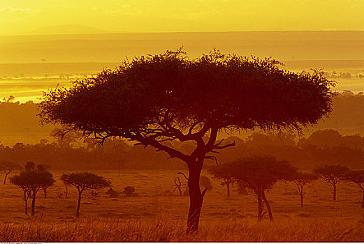 日出,树,马赛马拉,肯尼亚