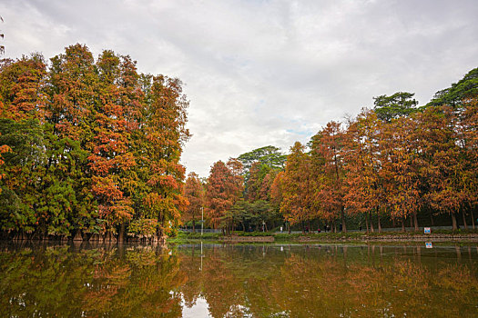 羊城广州天河公园冬季湖边水杉美景