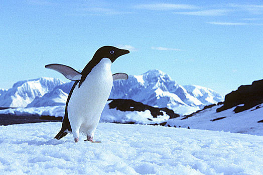 南极半岛,区域,岛屿,阿德利企鹅