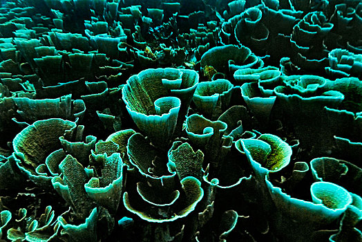 天鹅绒,珊瑚,四王群岛,西巴布亚,印度尼西亚,亚洲