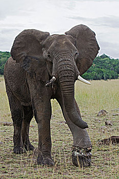 非洲象,幼兽,雄性动物,徒步,马赛马拉,肯尼亚