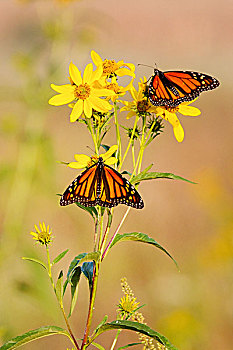 两个,帝王蝶,帝王蝴蝶,千里光属,草原,自然,区域,伊利诺斯,美国