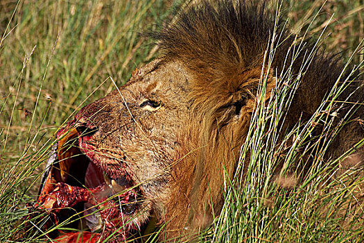 非洲狮,狮子,雄性,吃,斑马,杀,马赛马拉,公园,肯尼亚