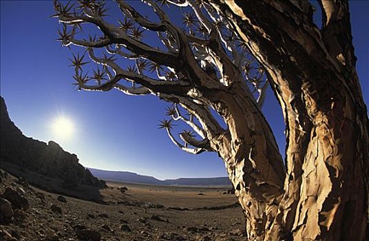 抖树,二歧芦荟,箭筒树,特写,纳米比亚