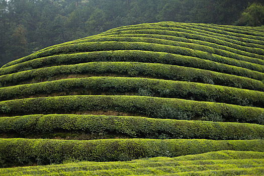 生态茶园