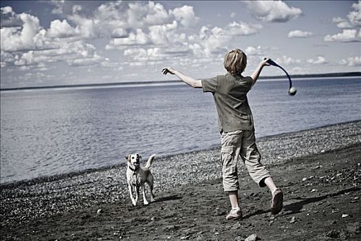 男孩,球,狗,靠近,阿拉斯加,夏天