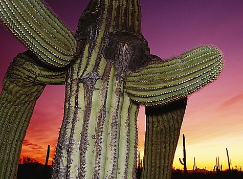 仙人掌,日落,萨瓜罗国家公园,亚利桑那,美国