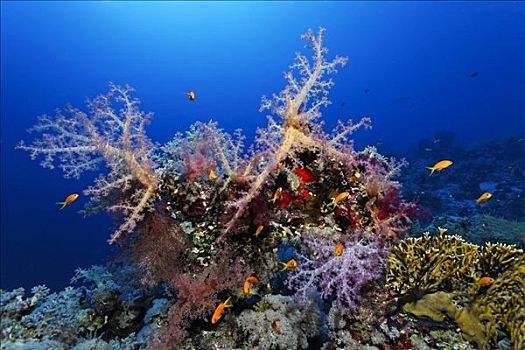 小,礁石,边缘,繁茂,多样,海洋,软珊瑚,海绵,红海,埃及,非洲