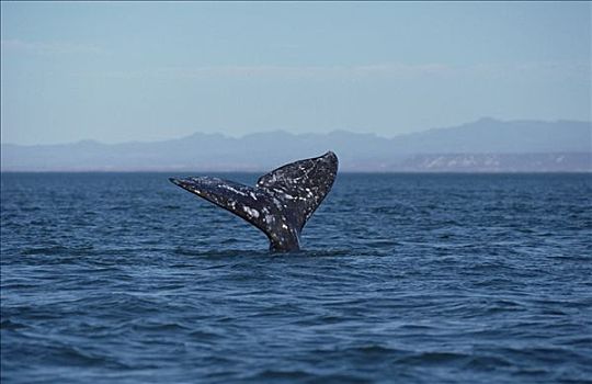 灰鲸,尾部,北下加利福尼亚州,墨西哥
