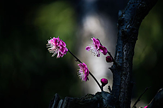 上海梅花节拍梅花