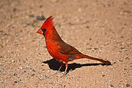 主红雀,萨瓜罗国家公园,图森,亚利桑那,美国