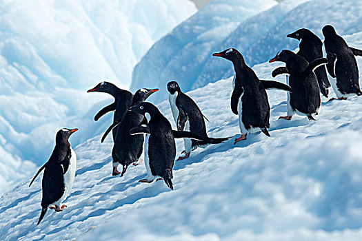 南极,阿德利企鹅,巴布亚企鹅,站立,融化,冰山,海峡