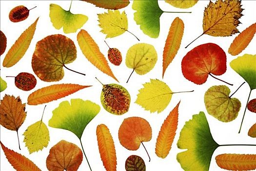 收集,多样,秋天,色彩,叶子