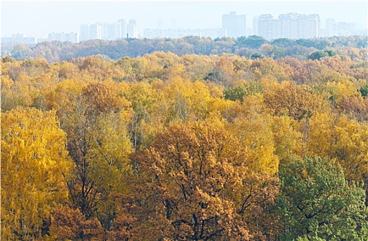 秋日树林,城市,房子,地平线