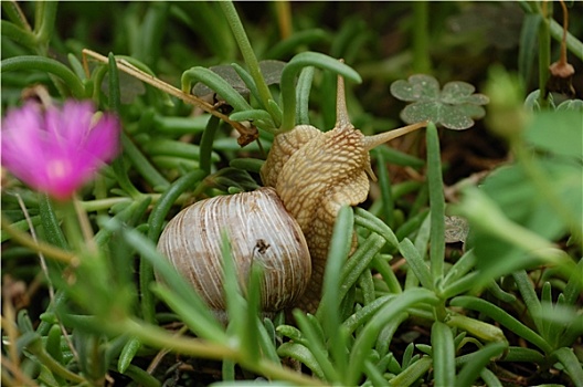 蜗牛,草