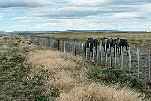 三个,马,放牧,地点,栅栏,圣克鲁斯省,巴塔哥尼亚,阿根廷