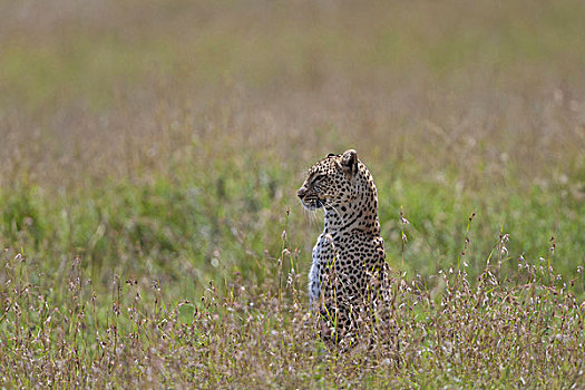 非洲豹,豹,成年,塞伦盖蒂国家公园,坦桑尼亚,非洲