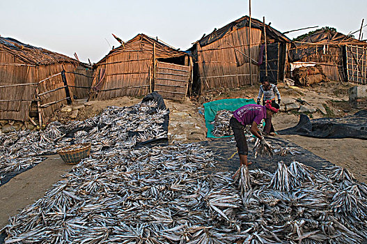 印度,西孟加拉,弄干,鱼肉