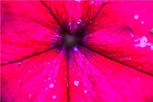 特写,矮牵牛花属植物,花