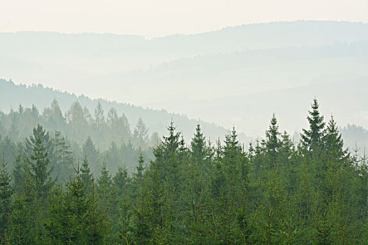 云杉,树林,早晨,雾气,施佩萨特,黑森州,德国,欧洲