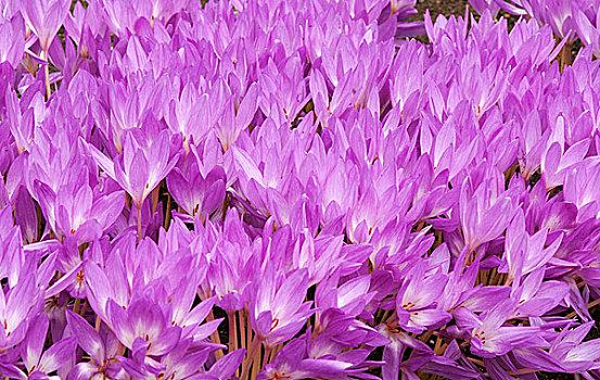 花坛,紫罗兰,彩色,藏红花