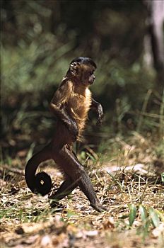 褐色,棕色卷尾猴,觅食,地上,巴西