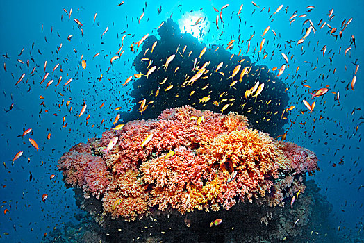 珊瑚礁,珊瑚,多样,红色,软珊瑚,成群,拟花鮨属,印度洋,逆光,马尔代夫,亚洲