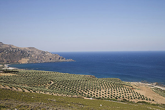 希腊,克里特岛,西海岸,橄榄,种植园