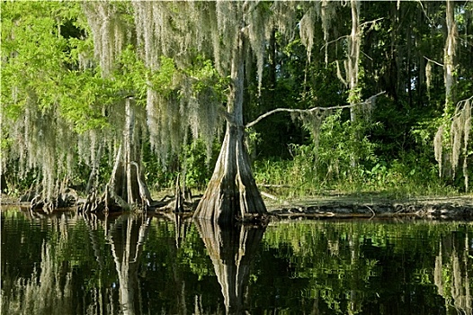 佛罗里达,沼泽,风景