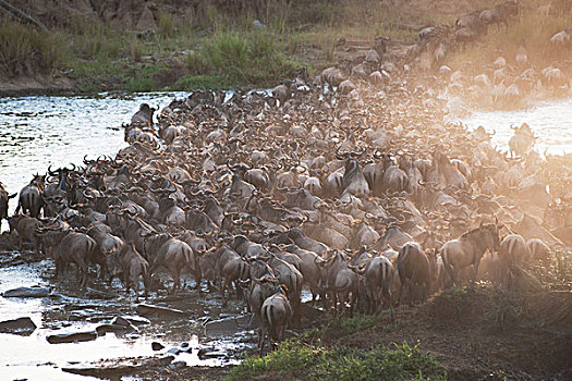 角马,肯尼亚,非洲
