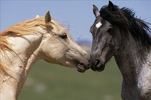 马,幼兽,幼仔,种马,修饰,普赖尔山野马放牧区,蒙大拿