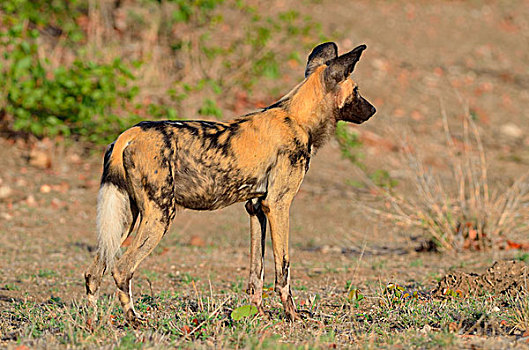 非洲野狗,非洲猎犬,非洲,涂绘,狗,警惕,克鲁格国家公园,南非
