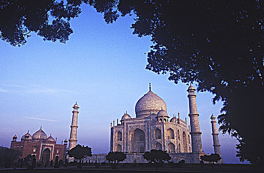 印度,北方邦,泰姬陵,建造,沙阿,框架,树