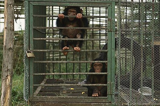 黑猩猩,类人猿,一对,兽医,中心,国家,卢旺达
