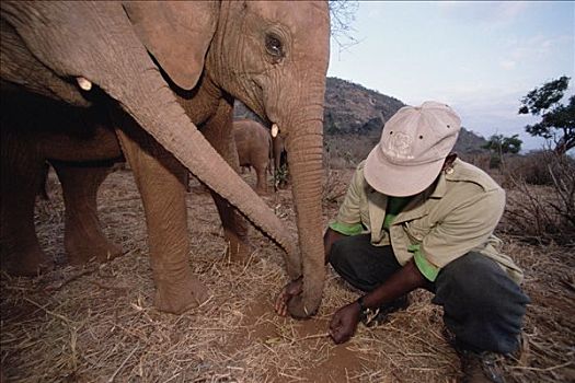 非洲象,婴儿,学习,发现,刺槐,种子,看护,东察沃国家公园,肯尼亚