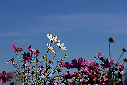 繁花12