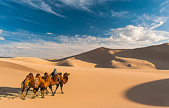 游牧,骆驼,骑,沙丘,戈壁沙漠,蒙古,亚洲