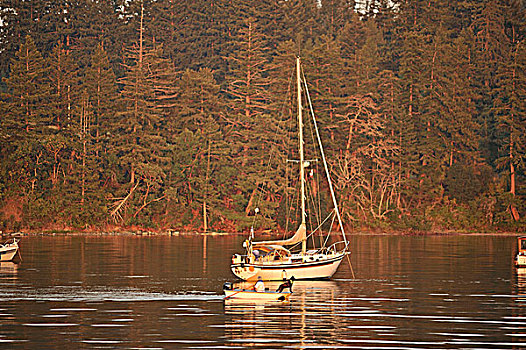 锚定,帆船,女人,划船,狗,划桨船,湾,盐泉岛,不列颠哥伦比亚省,加拿大