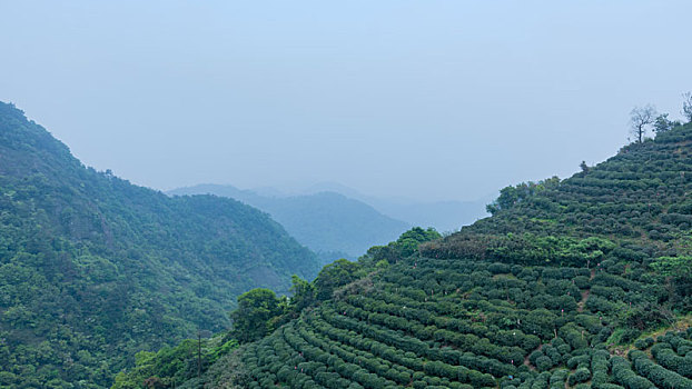 龙井茶茶山