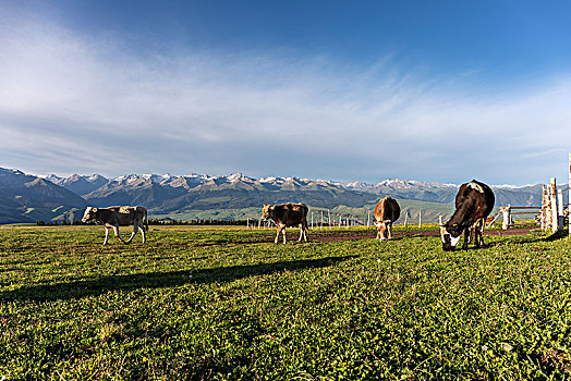 新疆喀拉峻草原,高山草原,高山牧场