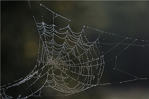 露珠,蜘蛛网