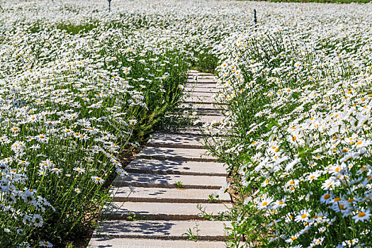 夏初盛开的成片的白色雏菊花田,拍摄于山东省安丘市齐鲁酒地景区