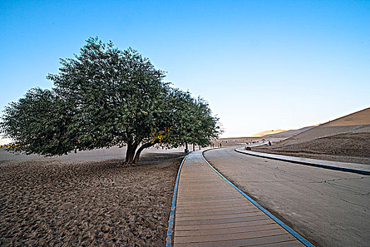 敦煌鸣沙山公园的一棵沙柳树