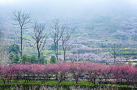 田园春色