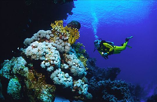 潜水者,黄色,紧身潜水衣,靠近,珊瑚,岩层,红海,埃及,非洲