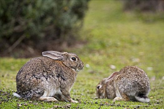 兔子,兔豚鼠属,国家公园,火地岛,阿根廷,南美