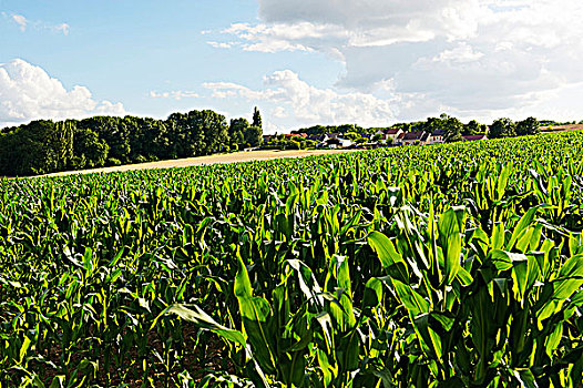 法国,区域,玉米田