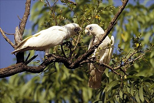 两个,美冠鹦鹉,凤头鹦鹉科,生活方式,国家公园,北领地州,澳大利亚