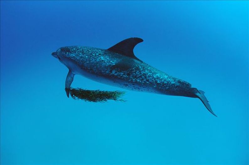 花斑原海豚图片